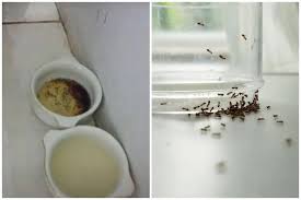 Trik Menjaga Makanan Biar Gak Dicolong Semut Di Meja Makan